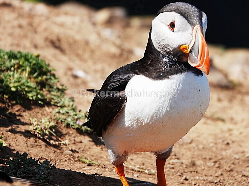 DSC00303 - Skomer 2019