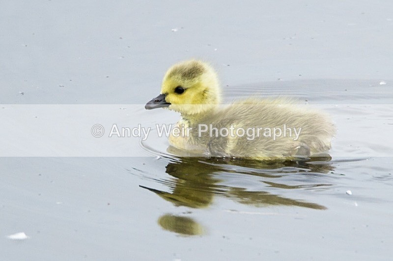 20120520-_MG_9985 - Geese