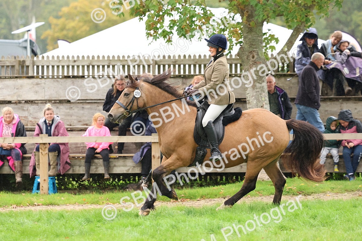SBM_69678 - S62 - Mountain & Moorland Ridden Large Breeds