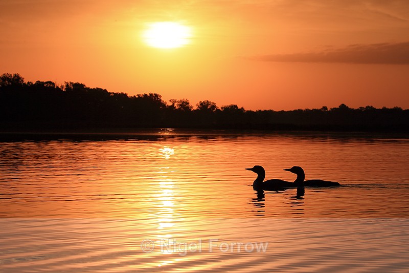 Common Loon pair silhouette, Minnesota, USA - Great Northern Diver
