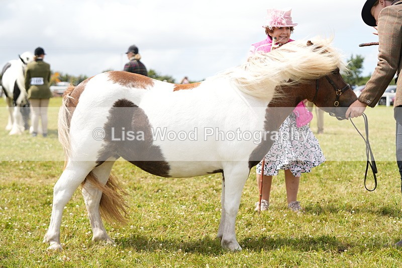DSC06939 - Class 60: Coloured Pony 4yrs & over