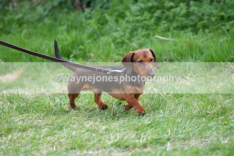 WJ5_9468 - Class 3 Most Handsome Dog