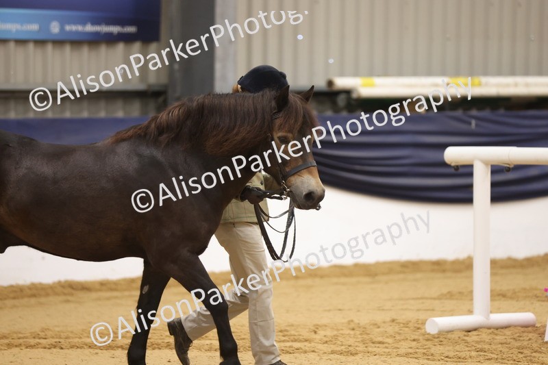 20260913-1100 - Class 110 - Bred In Other In Hand
