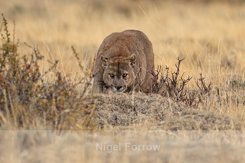 Male Puma Dark advances menacingly, Torres del Paine, Chile - Puma