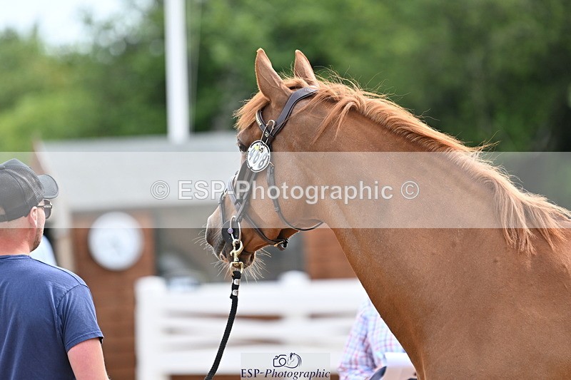 240717A-164240-03489 - Trot Up 4pm to 5pm