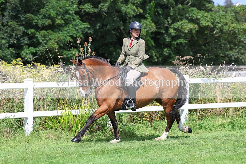 3E7A8684 - Class 5: Working Show Horse