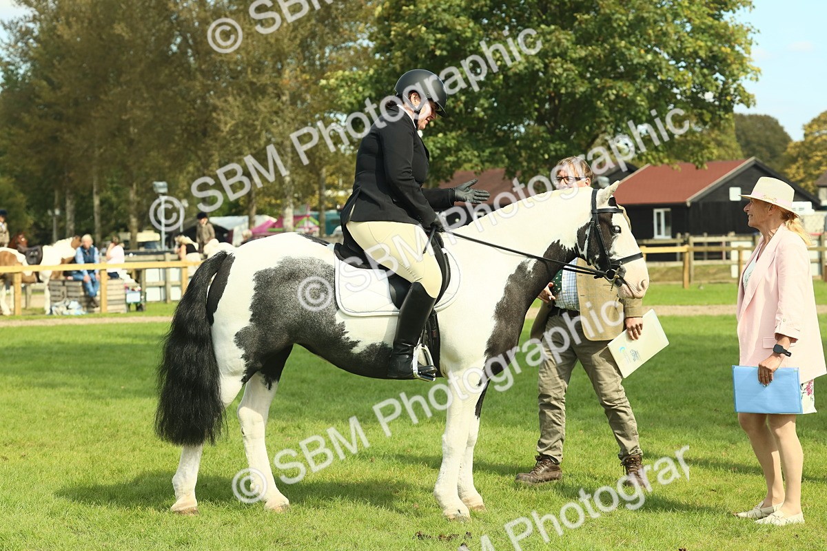 SBM_66582 - S34 - Rehabilitated Rescue Horse & Pony In Hand & Ridden
