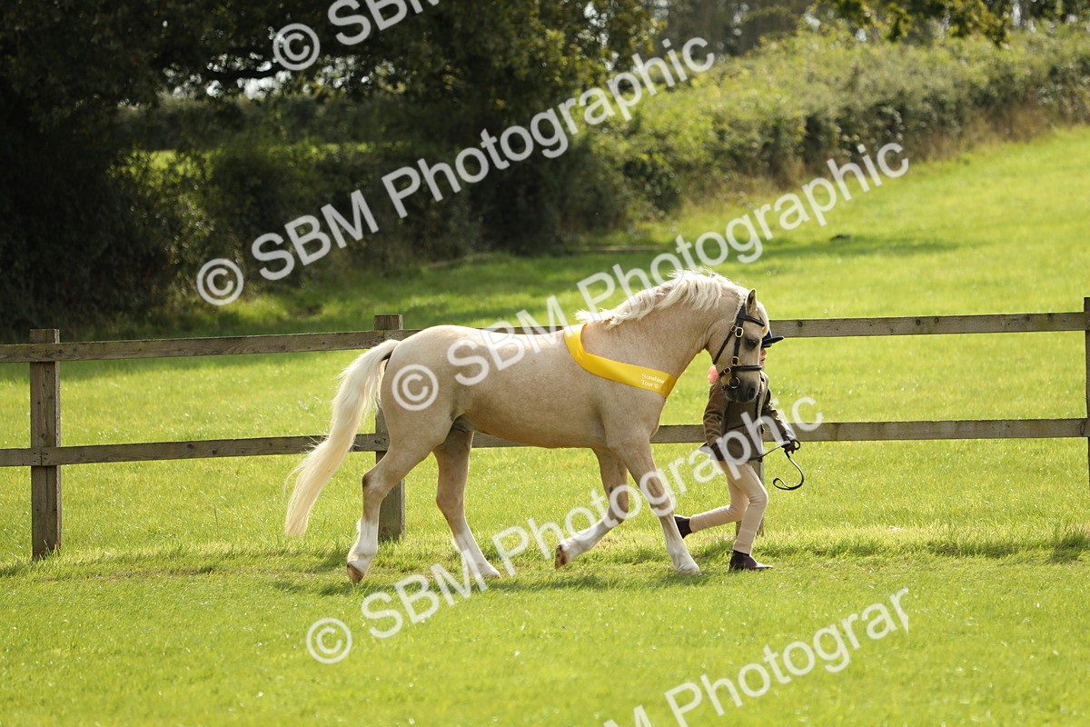 SBM_66280 - In Hand Pony & Youngstock Supreme Championship