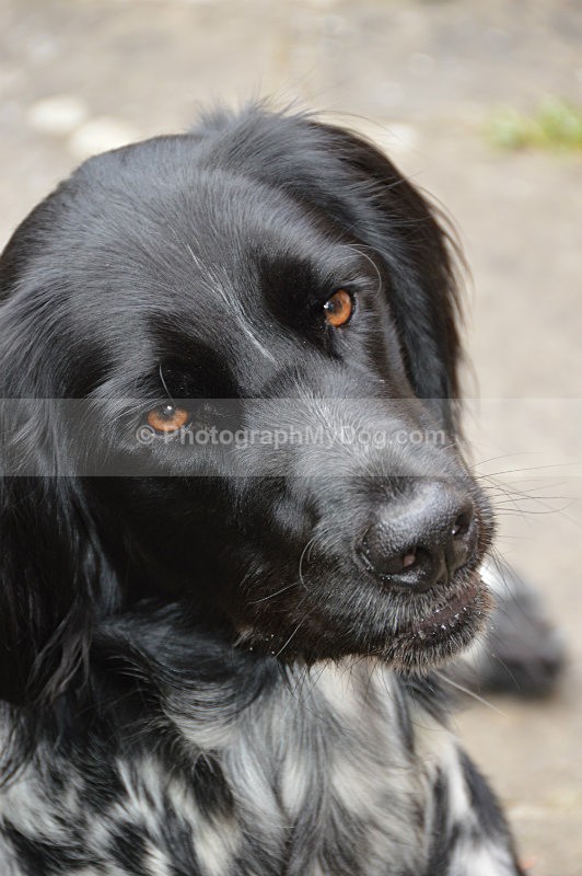  - Large Munsterlander