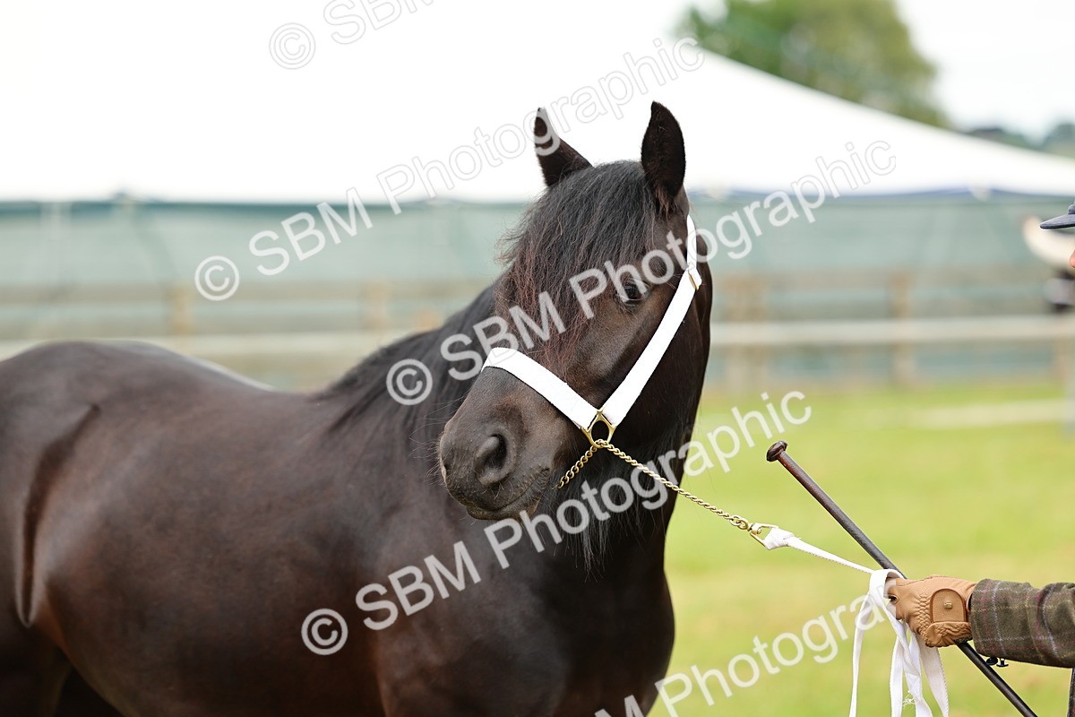 SBM_00450 - Class 58-67 - M&M Non Welsh Pony In hand