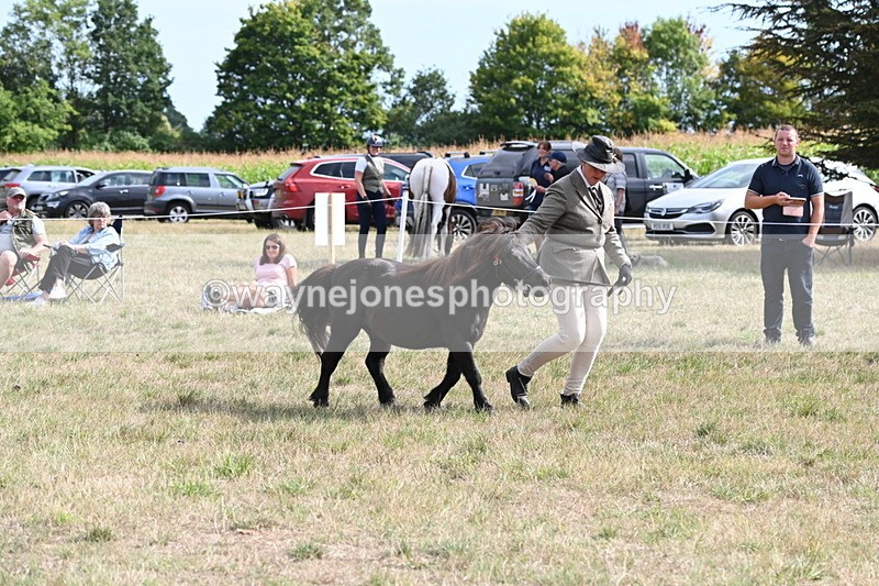 WJ6_7023 - Class 21 Shetland & Mini Horses