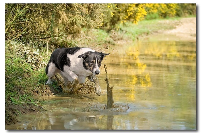 Jumping Jack - Cats & Dogs