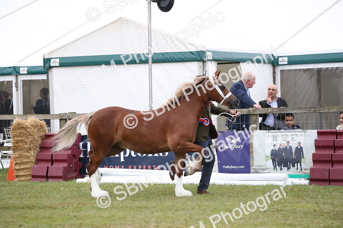 SBM_09760 - Ch 50 - Price Family Supreme In Hand