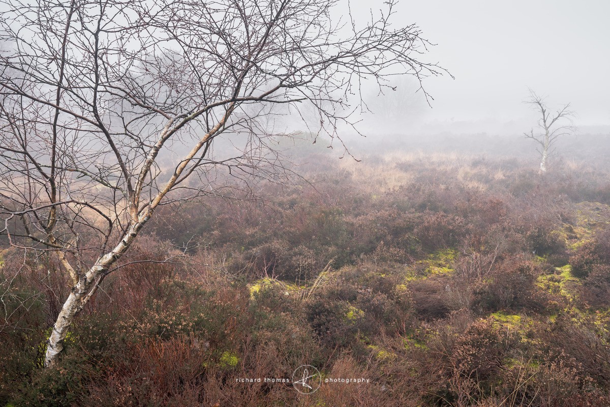 Sylvan edge - Frensham