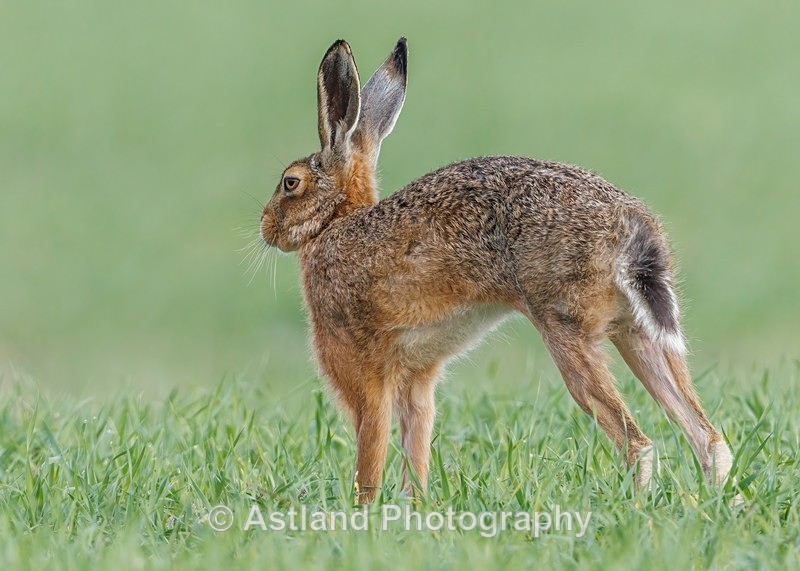 Brown Hare - Latest Images