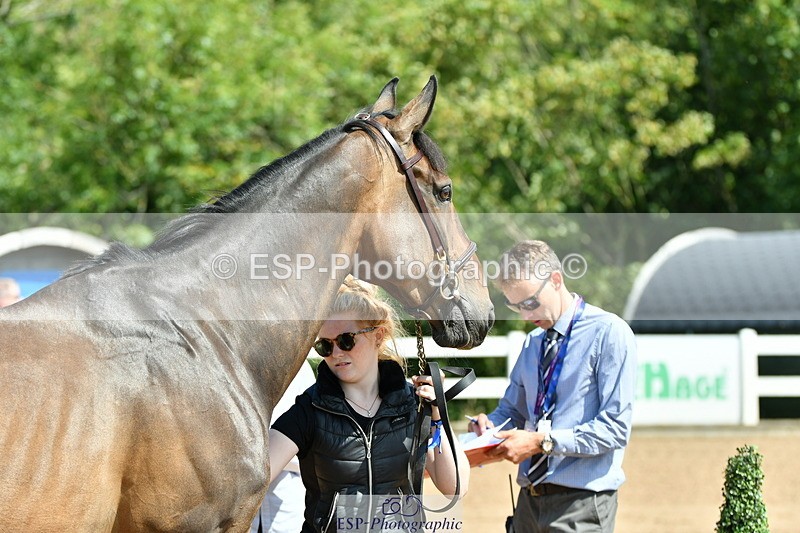 230719A-112327-00011 - Trot Up 11am to 12pm