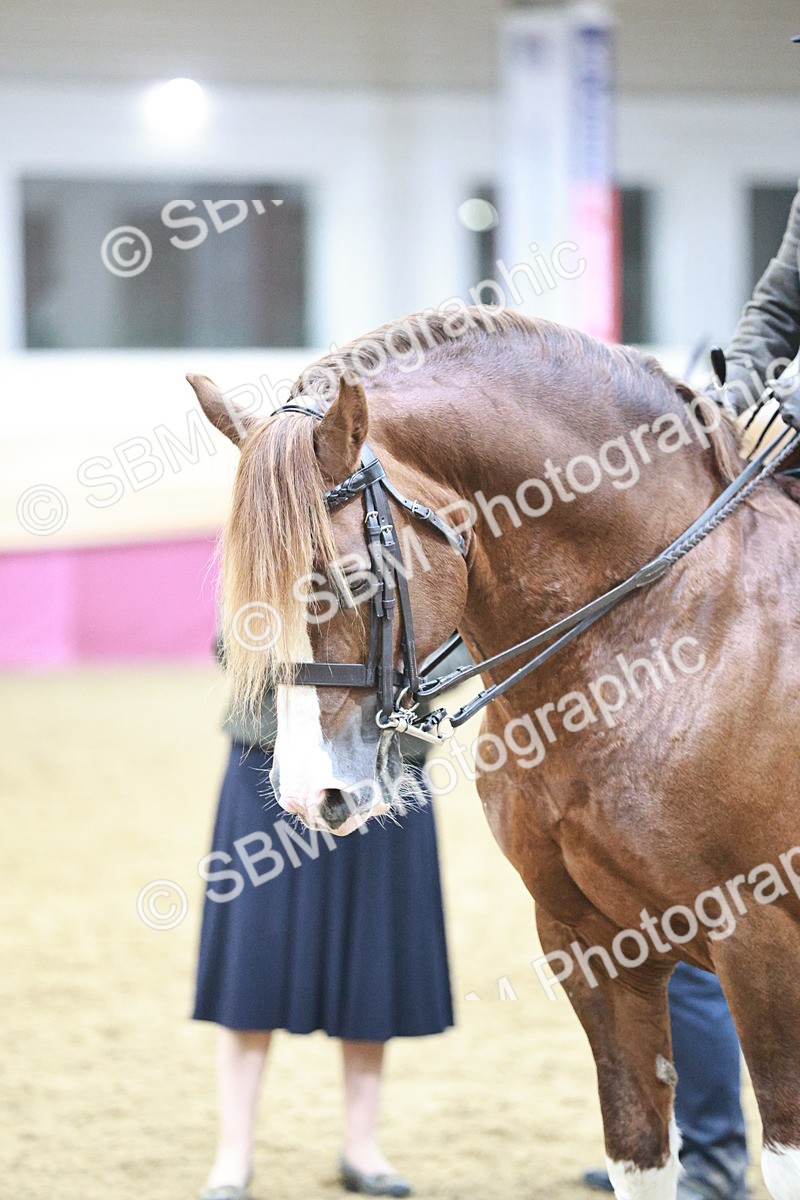 SBM_08924 - Class 12R - Regional Ridden Pre-Vet