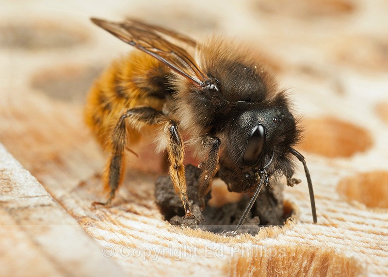 Osmia bicornis (f) - Osmia bicornis (rufa)