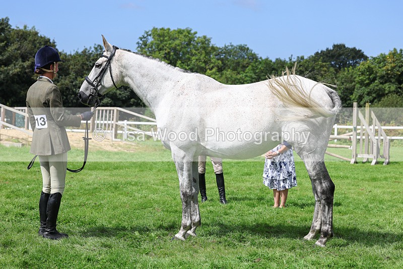 3E7A8789 - Class 5: Working Show Horse