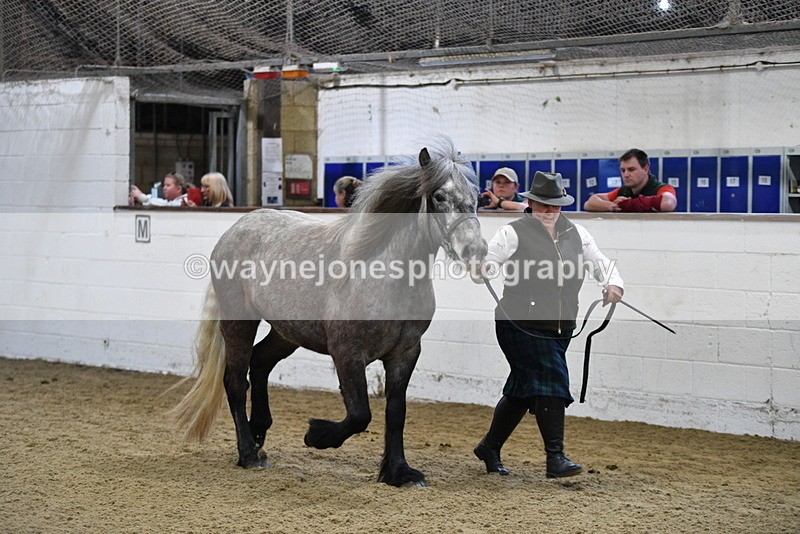 WJ5_3481 - Class 1 Youngstock