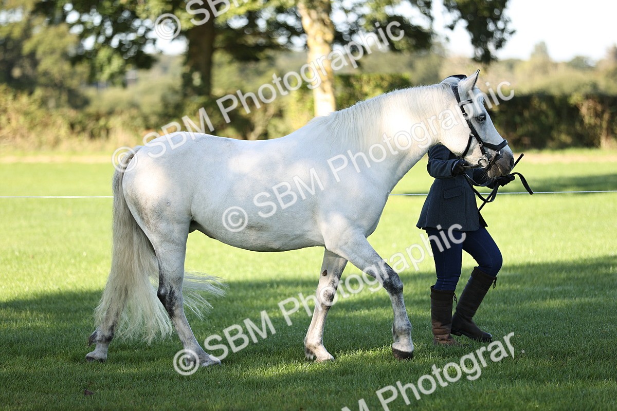 SBM_15850 - S1 - TSR in Hand Horse & Pony Showing