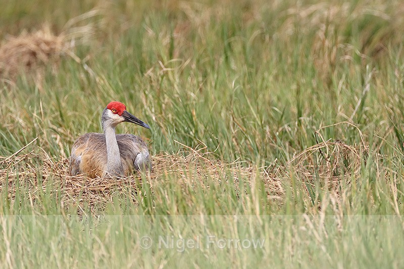 Sandhill Crane incubating eggs, Viera Wetlands, Florida - Sandhill Crane