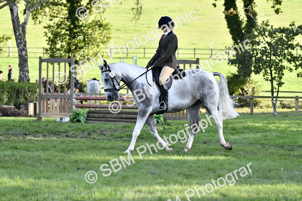 SBM_53516 - S14 - Riding Club Horse