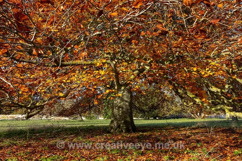 No.0089 Autumn ta Wandlebury Country Park - Landscape