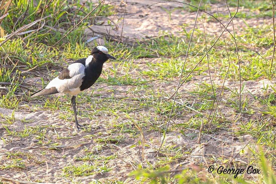 Bird Blacksmith Lapwing - South Africa - Limpopo