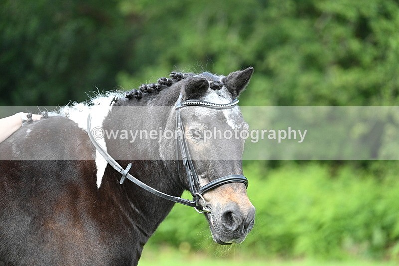 WJ7_1692 - Class 11 Condition & Turnout