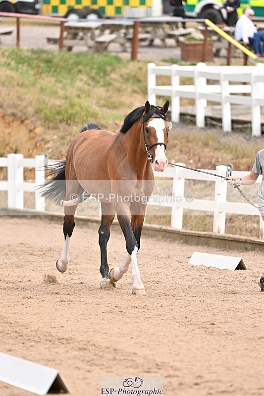 250716-150716-01648 - Trot Up 2.30 to 3.30