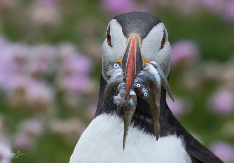 Puffen with Fish 11 - Puffins