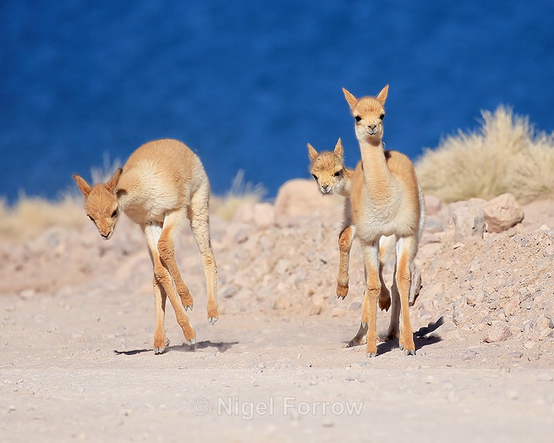 Young Vicunas in playful mood, Lake Miscanti, Chile - Vicuna
