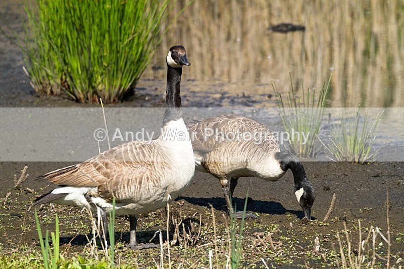 20110702-IMG_6085 - Geese