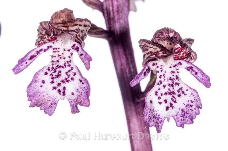  - WB: Orchids - Orchis