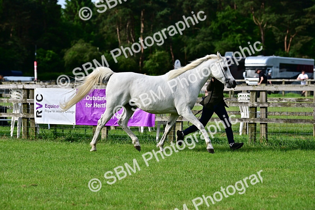 SBM_00028 - Class 46-49 - Arab and Part Bed-Anglo Arab In Hand