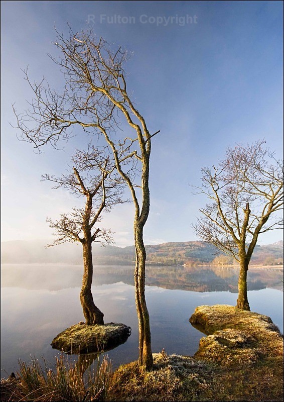 Three Trees - Landscapes