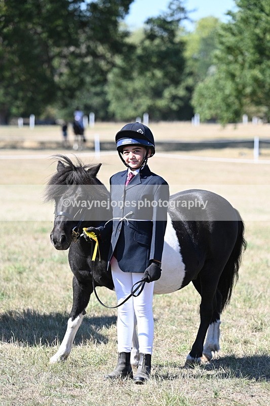 WJ7_1679 - Class 42 Most Handsome Gelding