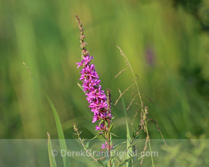 Lythrum salicaria - Flora