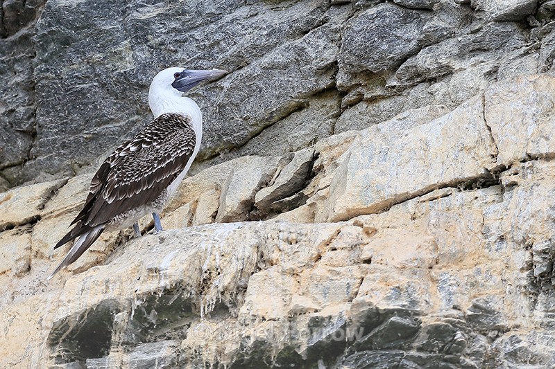 Peruvian Booby on cliff face, Chanaral Island, Chile - Peruvian Booby
