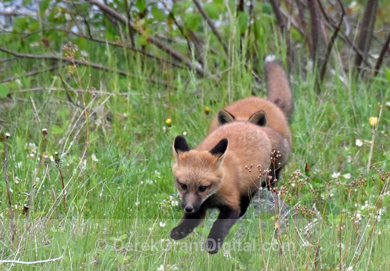 All Aboard the K_Train Vulpes Vulpes Red Fox Kits - Mammals, Reptiles & Amphibians