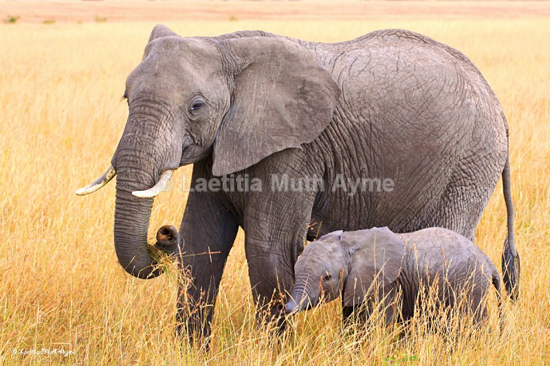 IMG_1892 Maasai Mara - Elephants