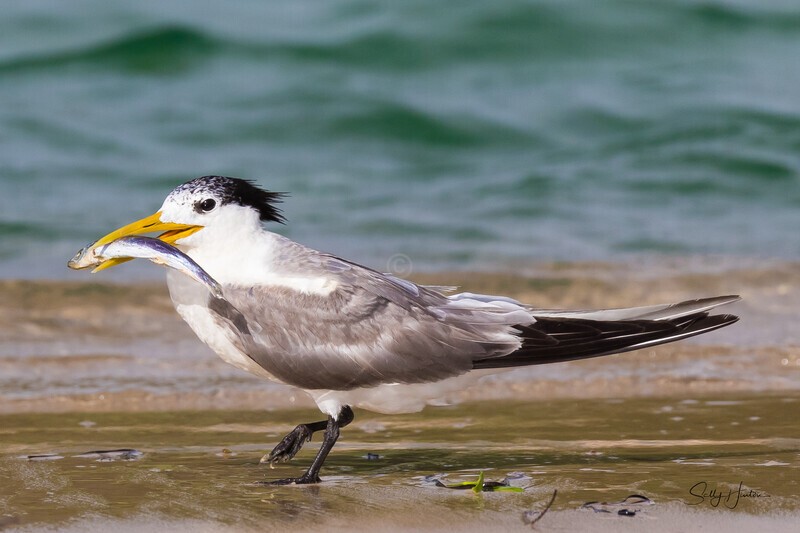 Solo 2 - Crested Terns