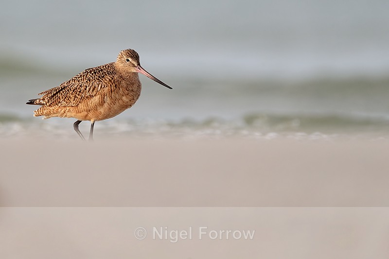 Marbled Godwit low angle shot, Fort De Soto Park, Florida - Marbled Godwit