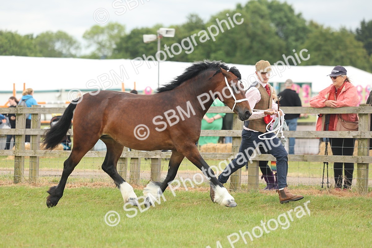 SBM_04975 - Class 50-57 - M&M Welsh Pony In Hand
