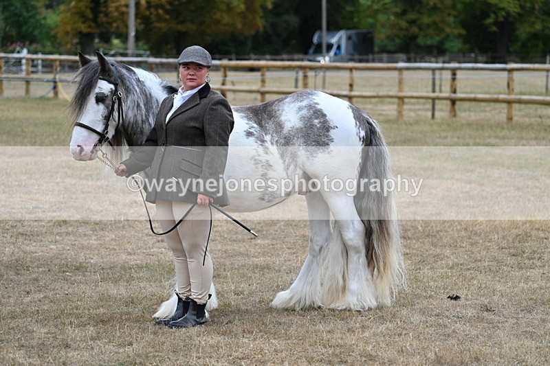 WJ7_9542 - Class 5 Most Handsome Gelding (up to 14.2hh)