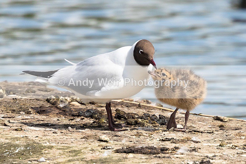 20170523-8E0A1230 - Gulls