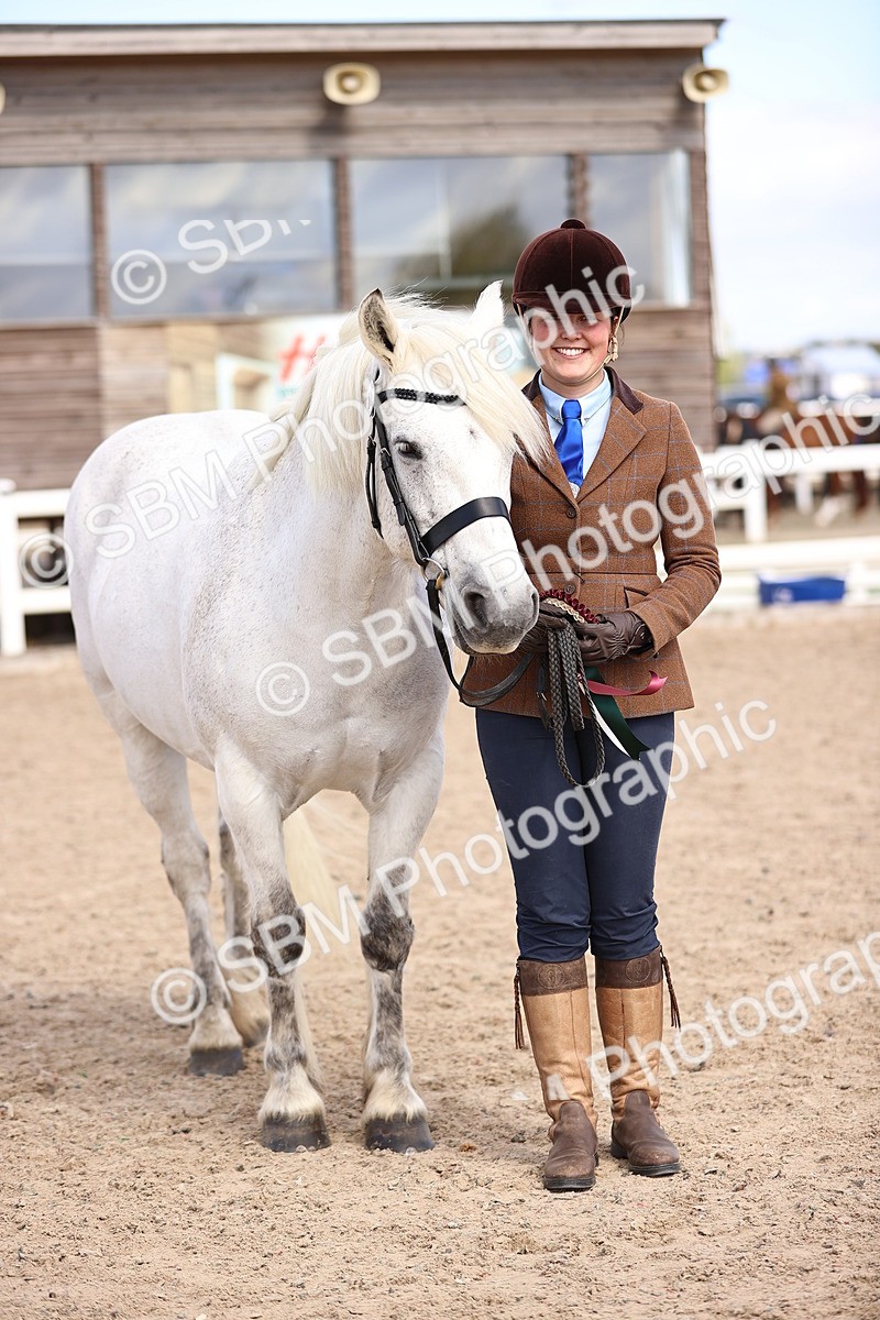 SBM_14419 - Class 412 - Handsomest Gelding (IH or Ridden)Adult