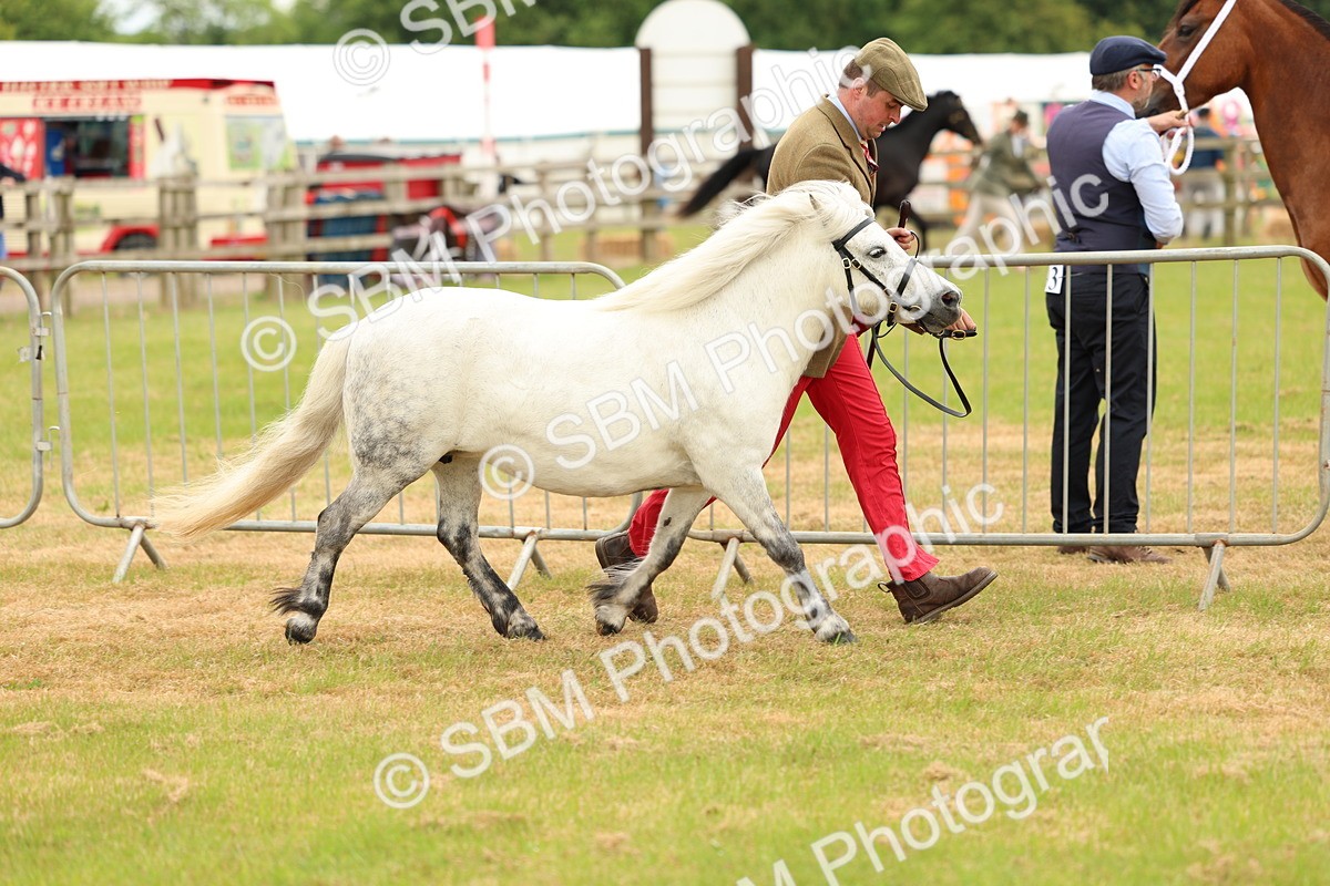 SBM_04413 - Class 64-67 - Shetland Pony In Hand