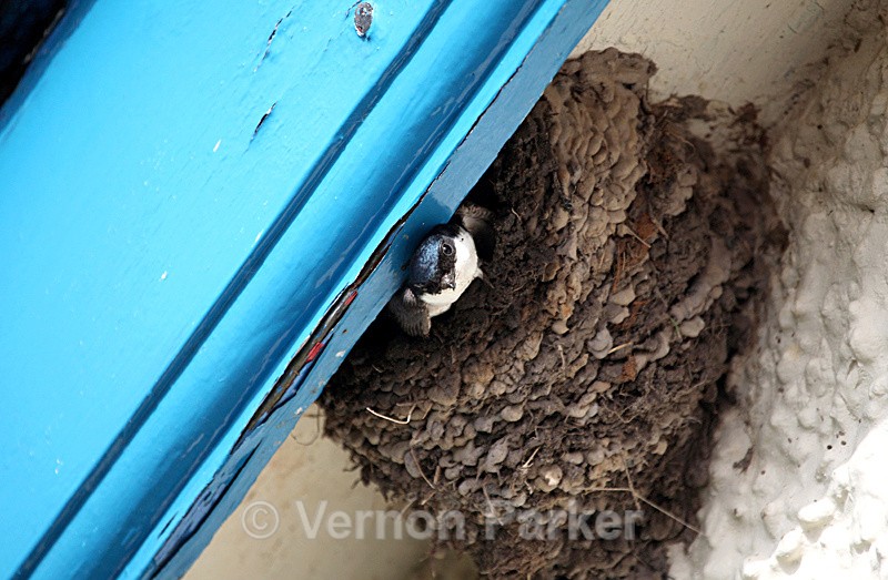 House Martin - Wild Birds